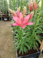 [4070 Eltanin VWS No01.JPG]